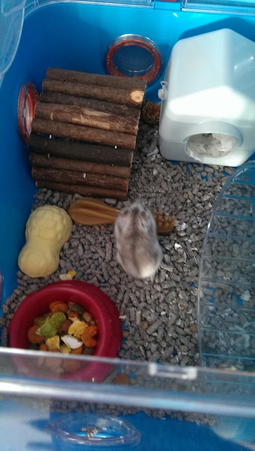 Best cage for winter white hamster online